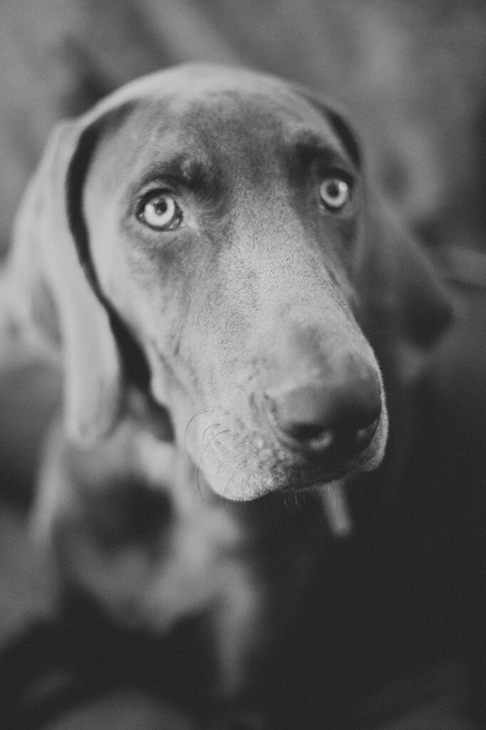 A black and white image of a weimaraner.